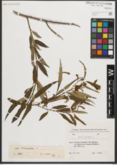 Foto von Salix triandra L.
